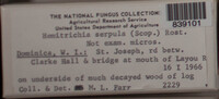 Hemitrichia serpula image